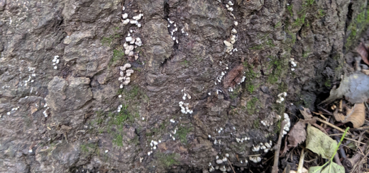 Phleogena faginea on oak bark