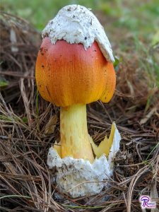 Amanita