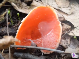 Cup mushroom releasing spores