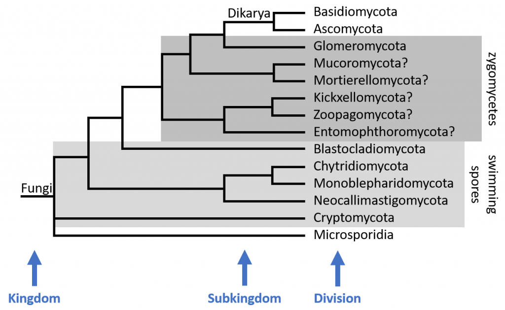 Fungal taxonomy