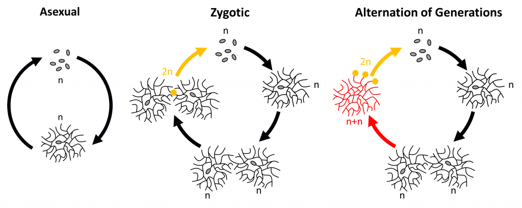 Life cycle diagrams