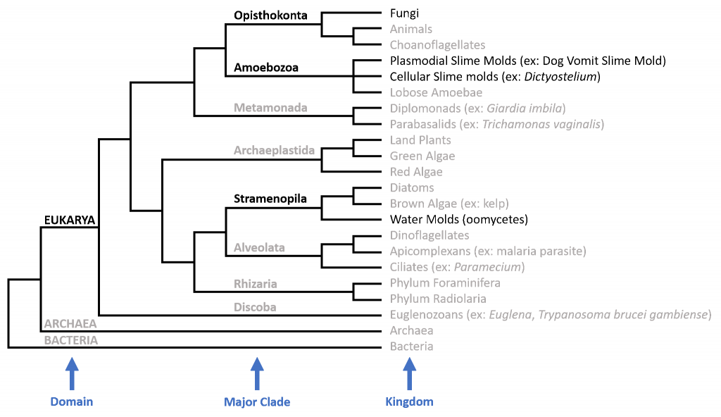 Major clades of eukaryotes