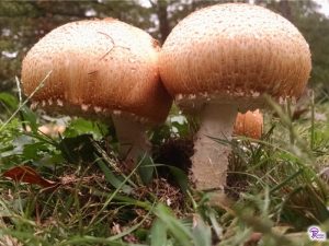 Agaricus pushing aside nearby mushrooms