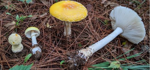 Amanita muscaria development