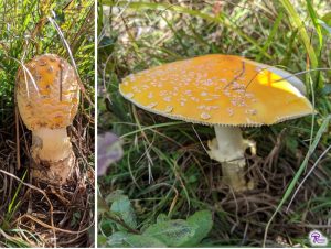 warts on young and mature Amanita muscaria mushrooms