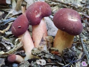 Boletes with fused caps