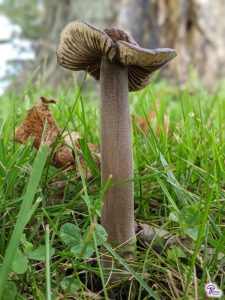 Oudemansiella furfuracea... but it sure doesn't look like one!