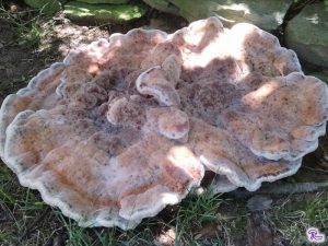 Two Leatiporis persicinus mushrooms fused together (indeterminate growth)