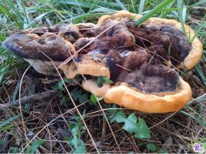 Phaeolus schweinitzii growing around blades of grass