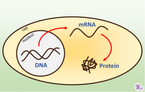 Central Dogma diagram