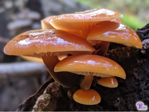 Flammulina velutipes