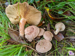 Lactarius aquifluus at different stages