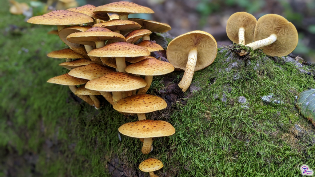 Pholiota aurivella/limonella