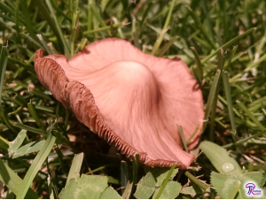 mushroom with a bell-shaped cap