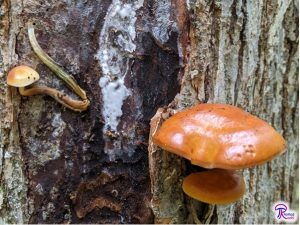 Flammulina velutipes from under bark