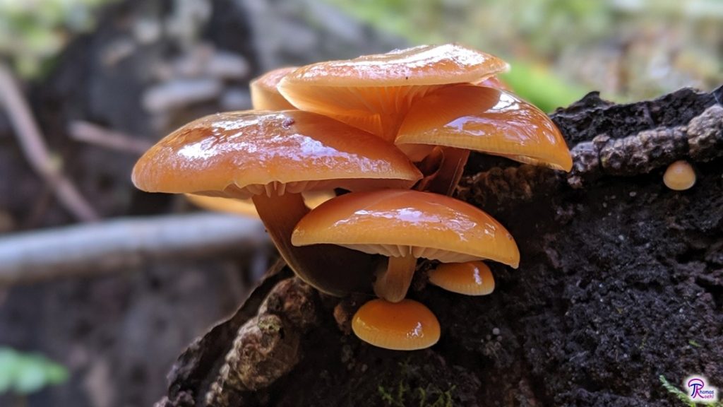 Flammulina velutipes