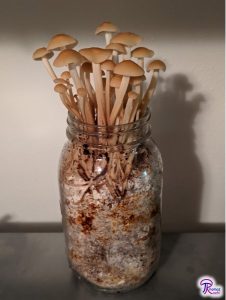 Flammulina velutipes fruiting from a jar