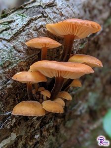 Flammulina velutipes