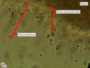 Flammulina velutipes pileus microscopy